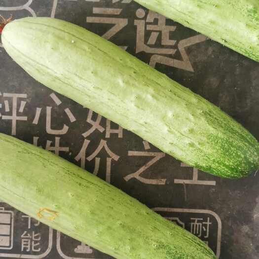 南靖县福建精品旱黄瓜，条形好，6.7 两瓜