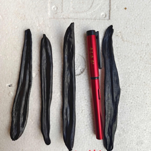 江门吸血水蛭，菲牛蛭干品，冻品，冻干条