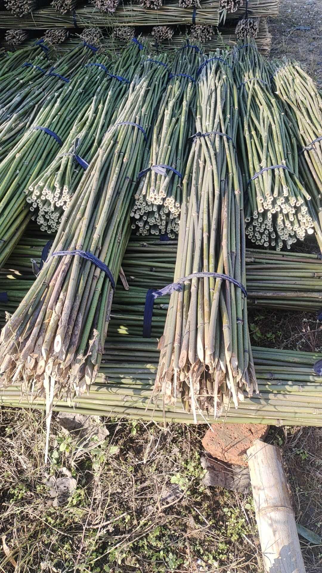 批发竹竿子毛竹
