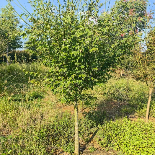 南京鸡爪槭5公分8公分10公分鸡爪槭价格