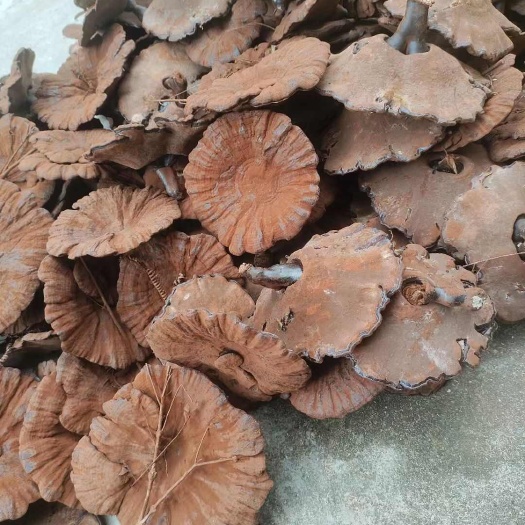 短脚粉灵芝15-20