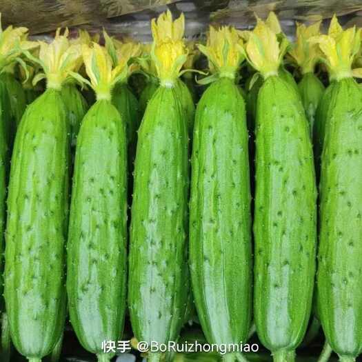 绥中县辽宁绥中旱黄瓜0.8起价