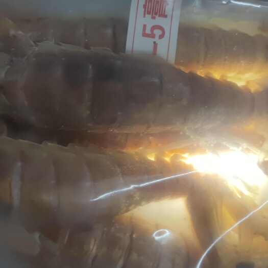 佛山自家的一手皮皮虾，有膏的，大个的好货，不是那些烂货能比的！！
