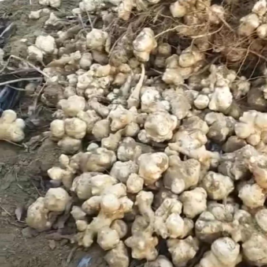元氏县大量供应沙土洋姜，菊芋