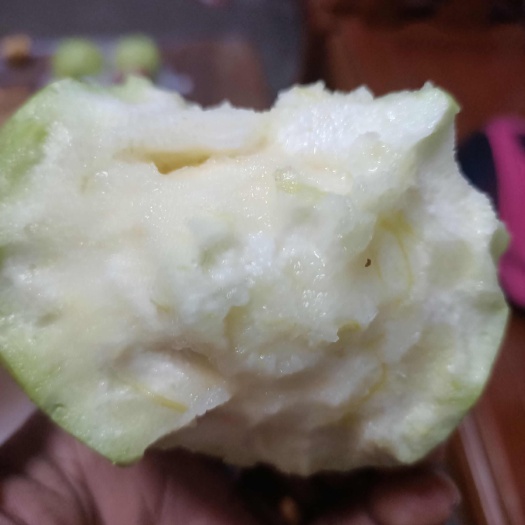 普宁市白珍珠.番石榴嫁接苗，营养杯苗