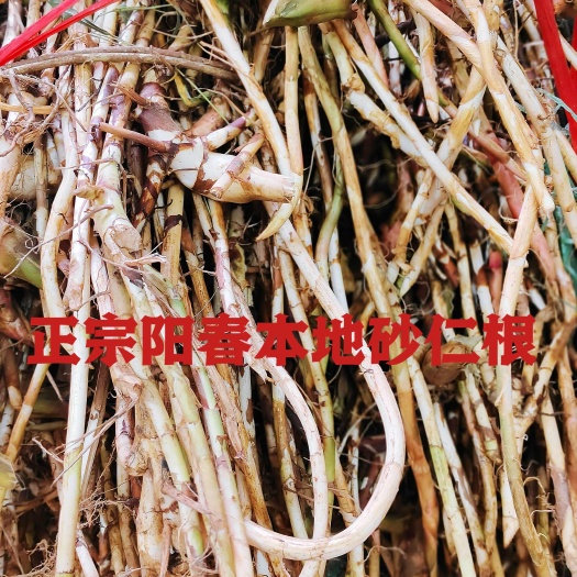 阳春市新鲜砂仁根阳春产地农户自产自销每天大量供应批发
