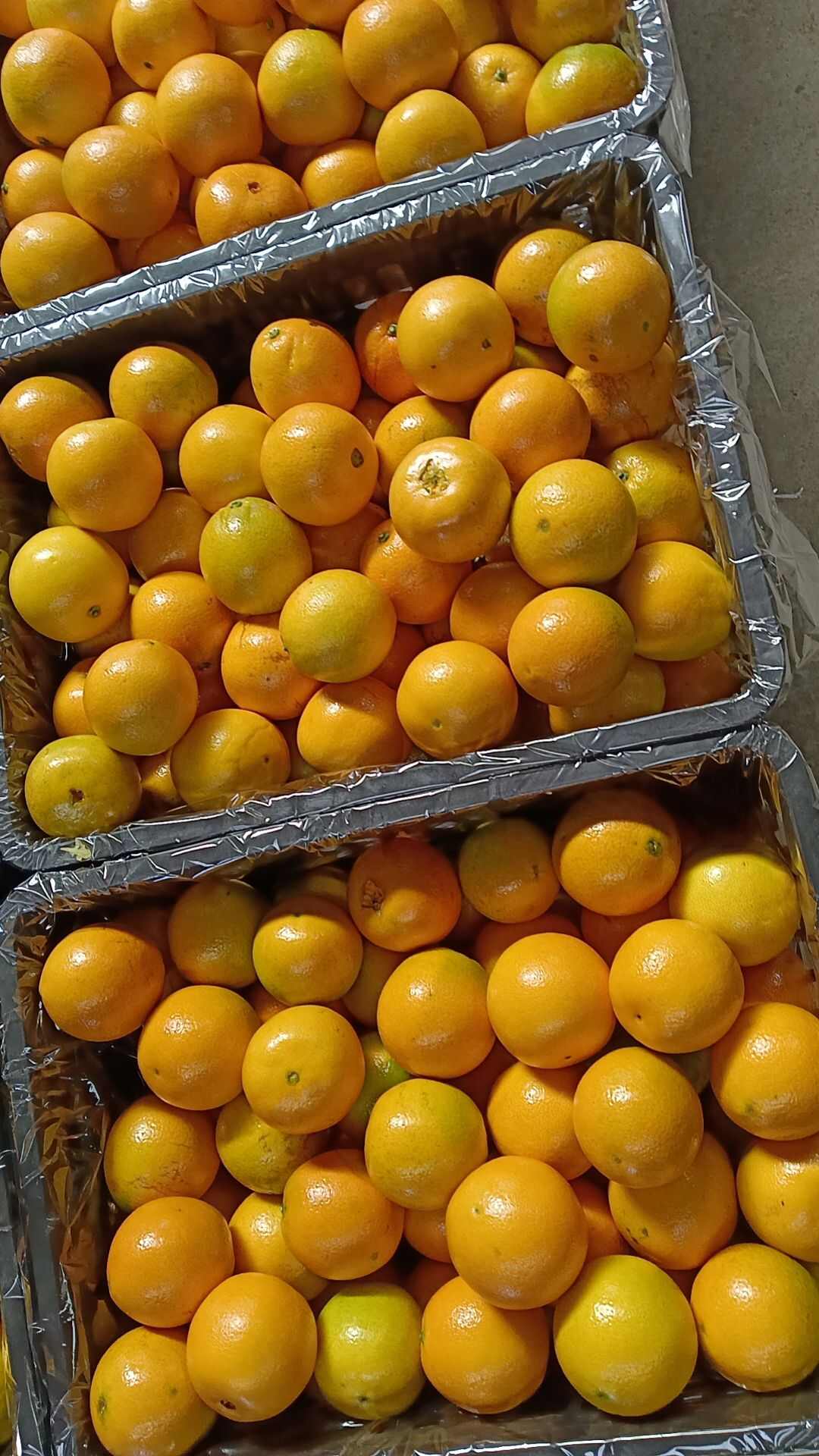柳菏尔脐橙