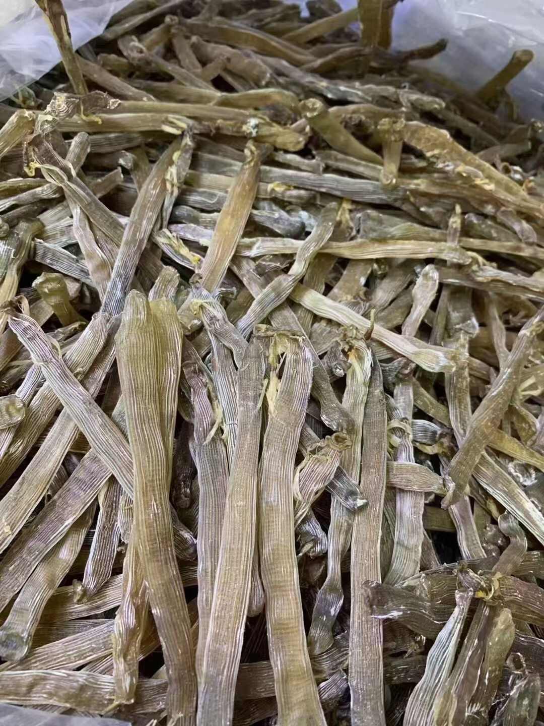 超大灰沙蟲批發(fā)零售
