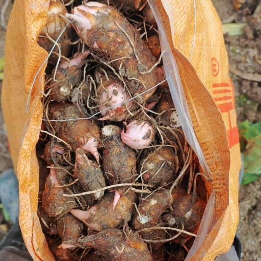 东阳市红芽芋，口感细腻，绵软清香，软糯可口