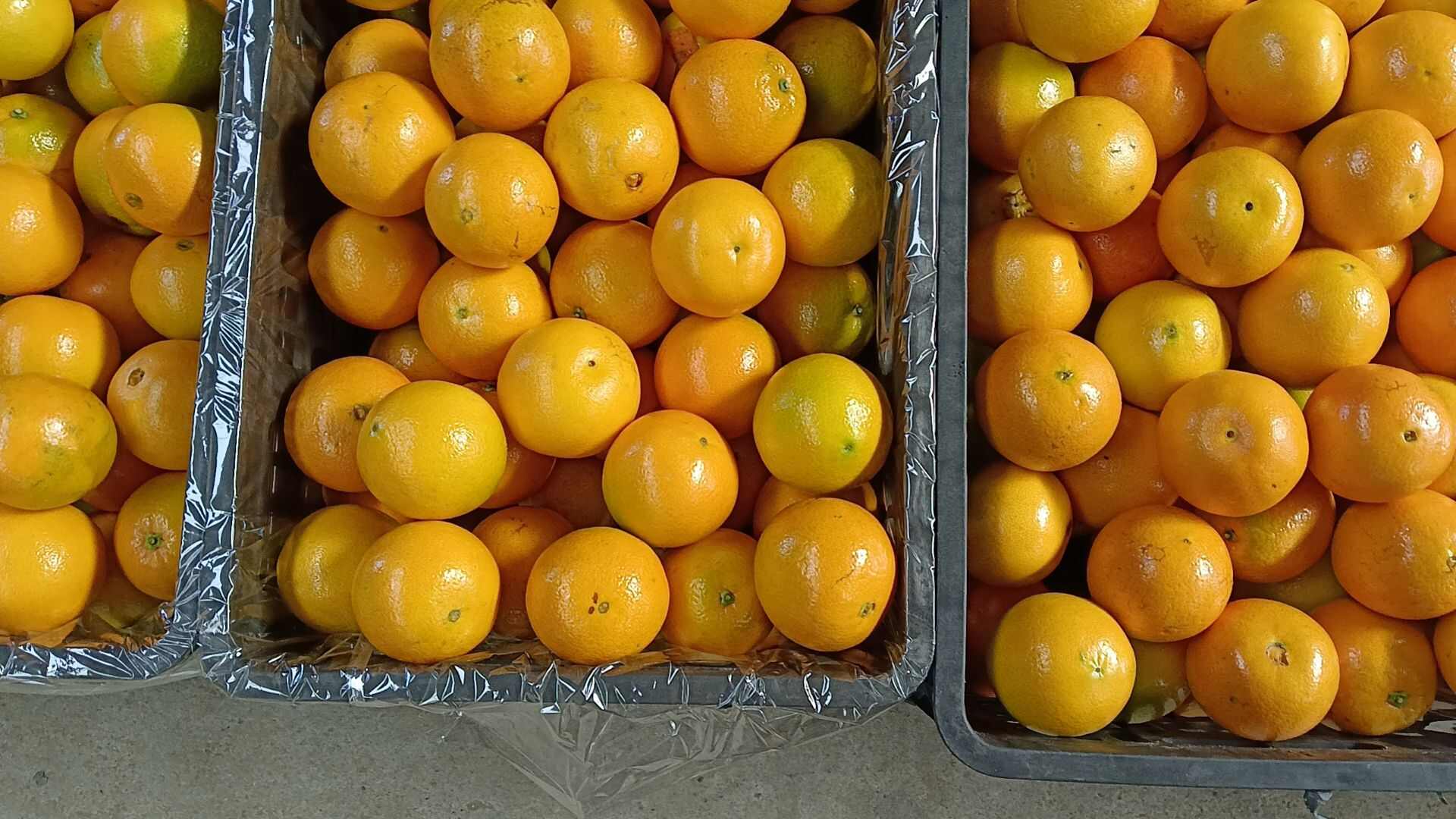 柳菏尔脐橙