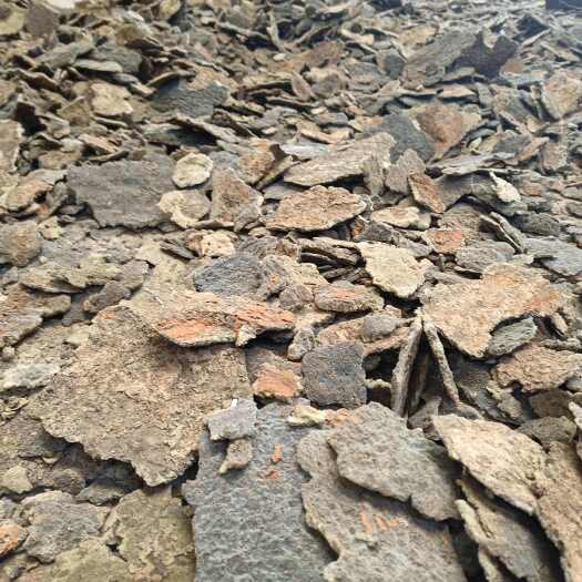 高安市江西产地冷背中草药紫霄花紫梢花紫稍花淡水海绵正品紫捎花球子