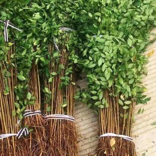 庭院树苗榆钱树榆树苗可以吃的榆钱树地栽榆钱树