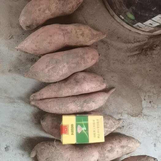 新乐市红薯