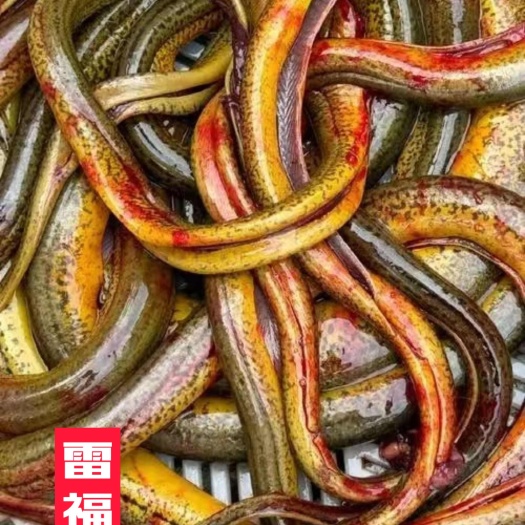 水产黄鳝
