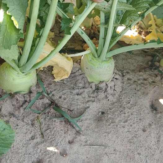 奈曼旗辣菜头