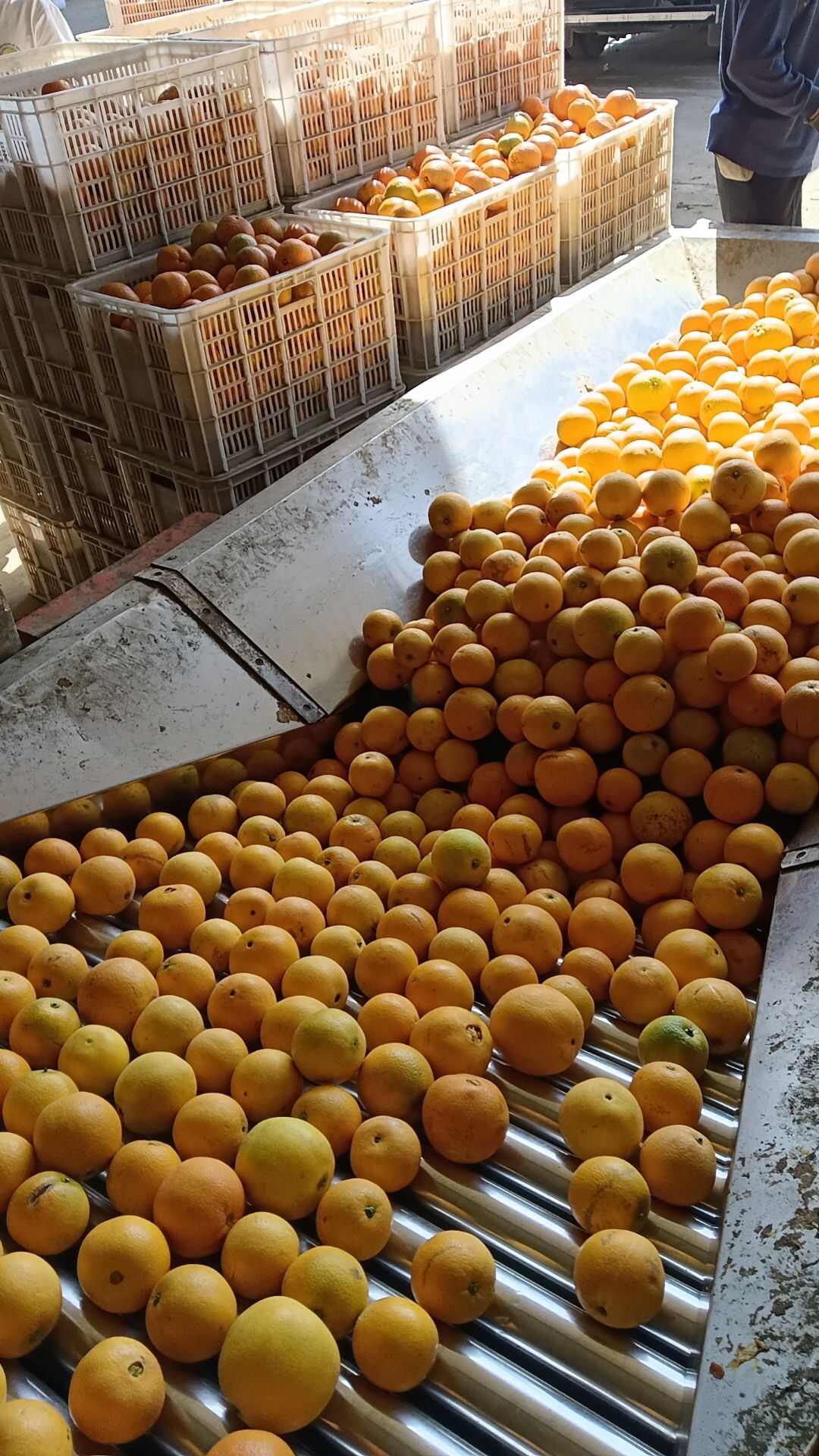 柳菏尔脐橙