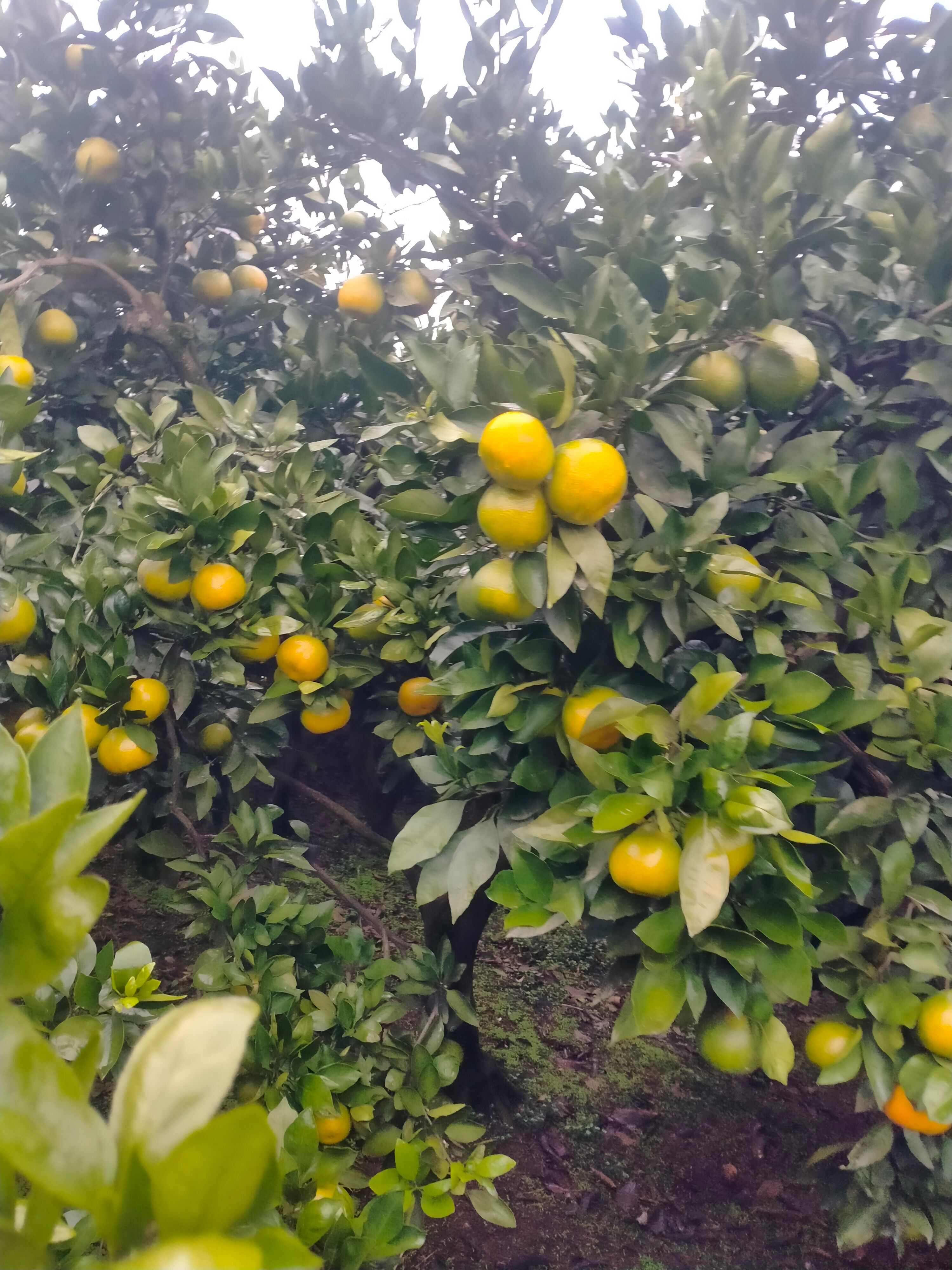 四川内江市资中县蜜桔种植园