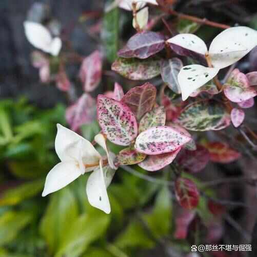 临海市花叶络石小杯苗工程苗大量供应，欢迎电话咨询