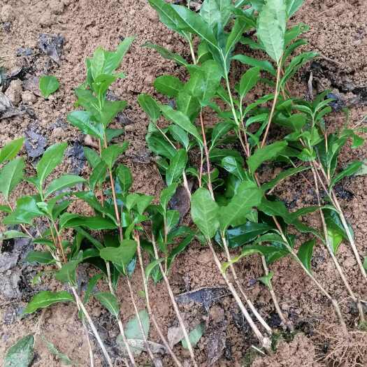 雅安大叶种茶树苗 优质苗木 雅安直发 安全可靠