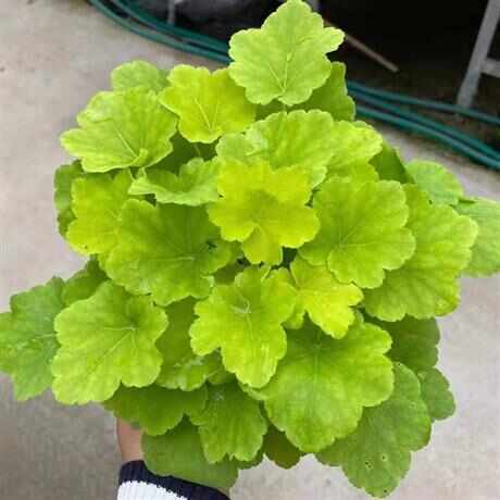 临海市矾根大量供应，欢迎电话咨