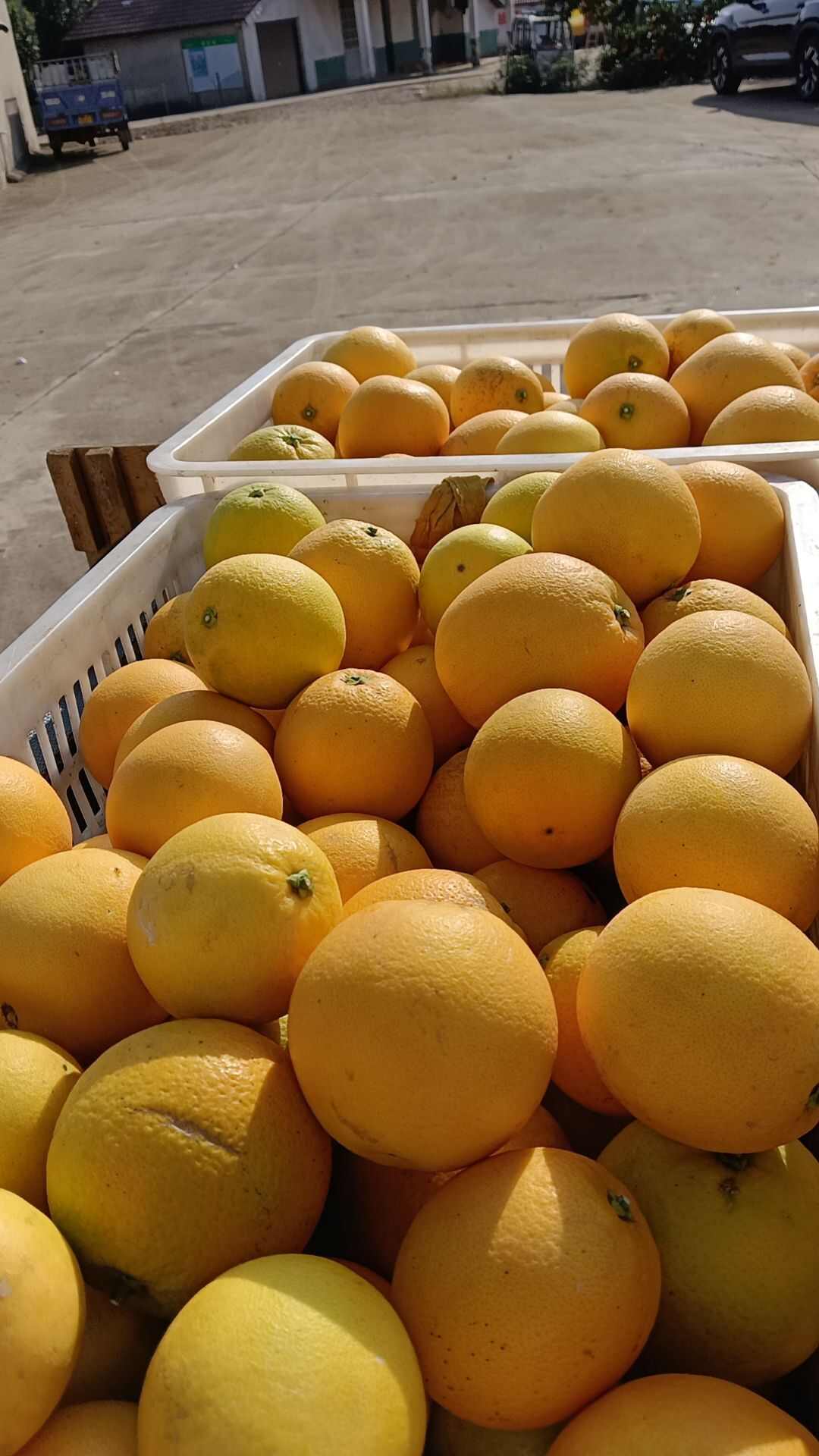 柳菏尔脐橙
