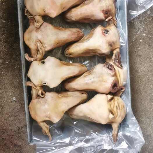 四子王旗火烧羊头