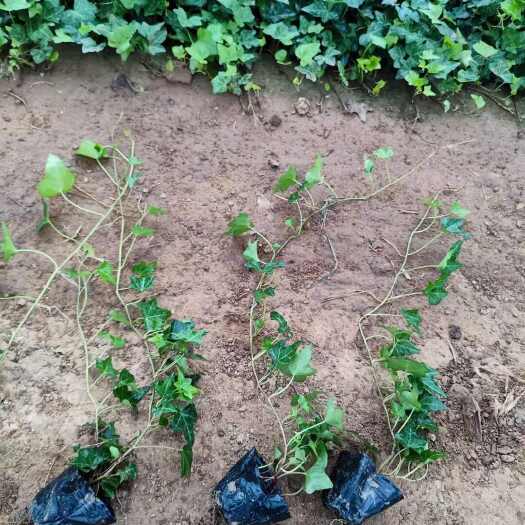 青州市山东潍坊青州优质常青藤苗木花草批发常春藤 常青藤种植基地
