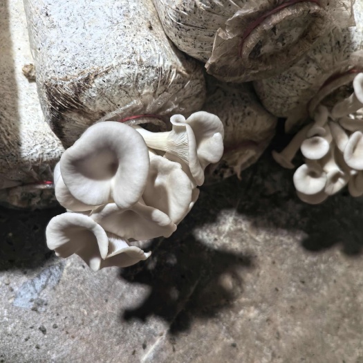 新鲜凤尾菇 广西八步直发高品质食用菌批发非转基因 安全可溯源