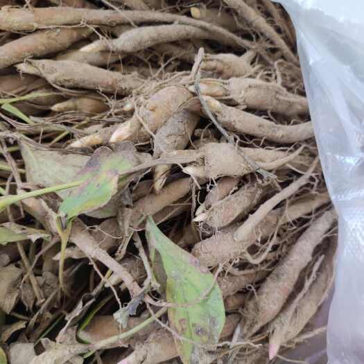菏泽预售白芍苗赤芍苗  一年的  两年的