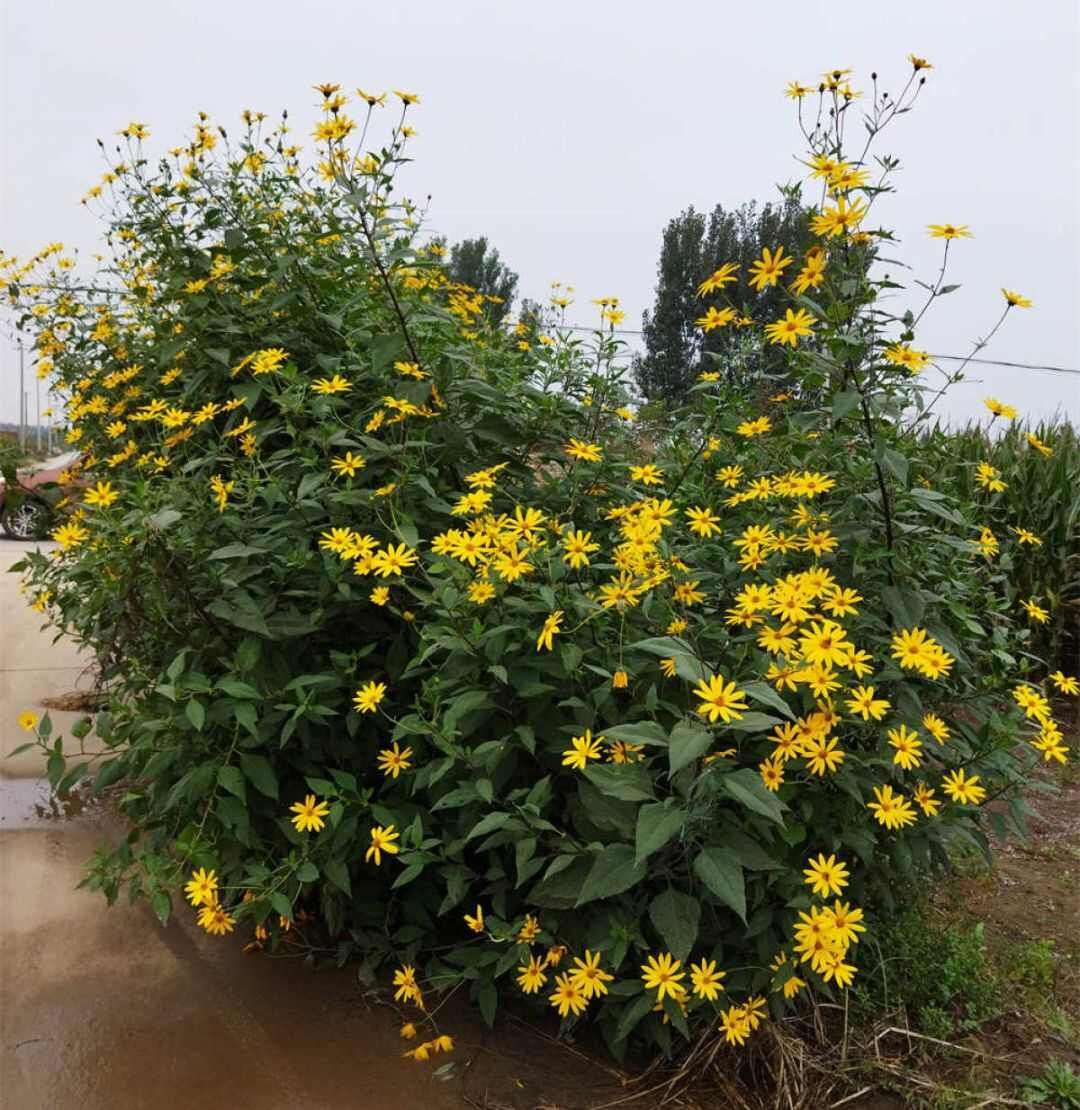 洋姜 鬼子姜 菊芋 做咸菜 產(chǎn)地直供一手貨源