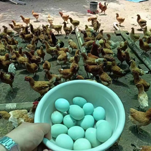 天津绿壳土鸡蛋