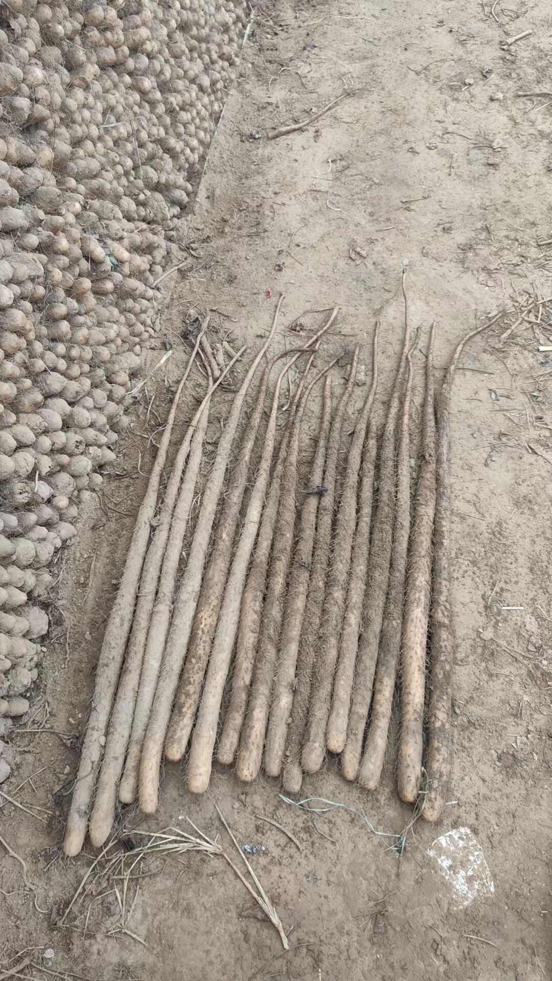 河南焦作红皮怀山药淮山药温县沙土铁棍山药新鲜批发产地直发代发