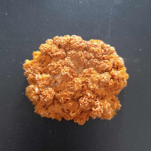 太康县金耳干品，量多优惠。