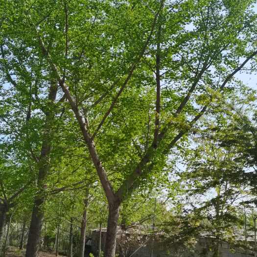 郯城县直销各种规格银杏嫁接树