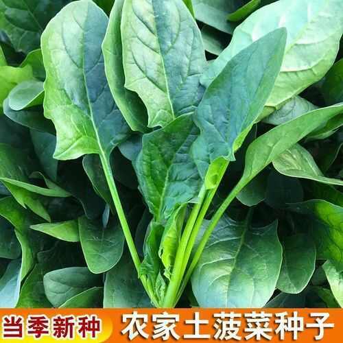通辽小叶菠菜