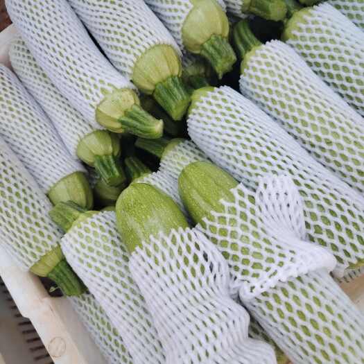 弥勒市云南高原精品西葫芦