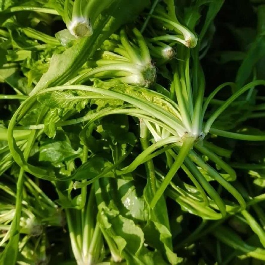 虞城利民镇万亩荠菜，毛菜，净菜，加工速冻预包装荠菜块，荠菜碎