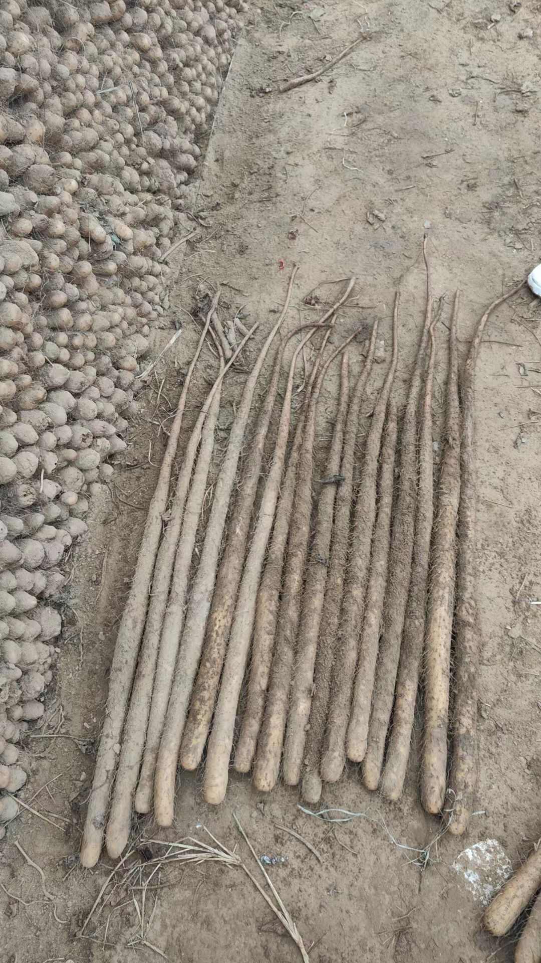 河南焦作红皮怀山药淮山药温县沙土铁棍山药新鲜批发产地直发代发