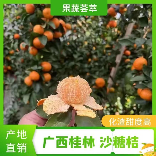 桂林广西桂林沙糖桔化渣甜度高，批发档口，社区团购，商超，电商等
