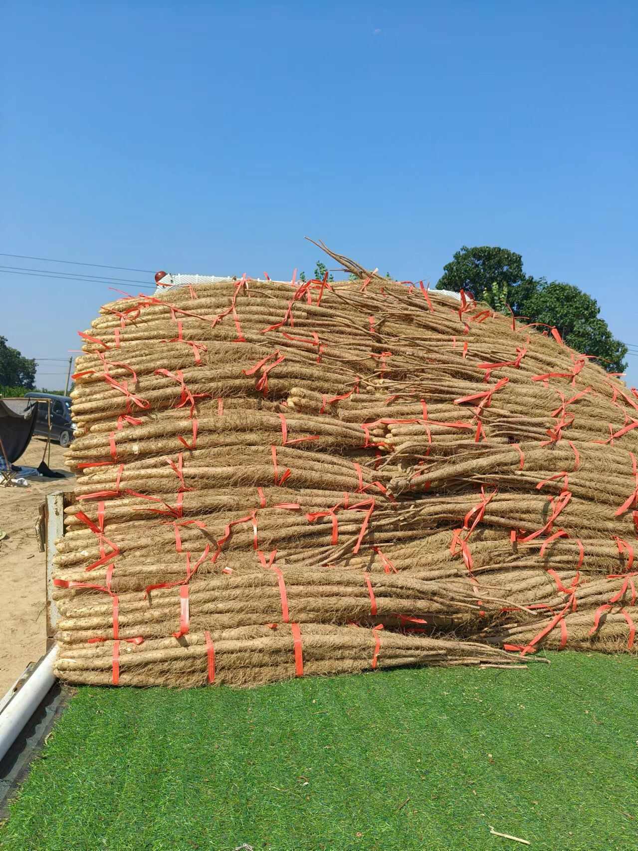 河南焦作红皮怀山药淮山药温县沙土铁棍山药新鲜批发产地直发代发