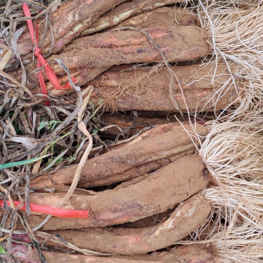 榆林纯沙地红葱，质量如何？看视频看照片，需要批发的联系我