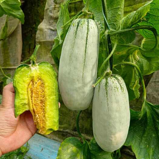 寿光市豫甜酥77  长势旺盛，抗病性好，肉质酥脆，香味浓郁，口感佳