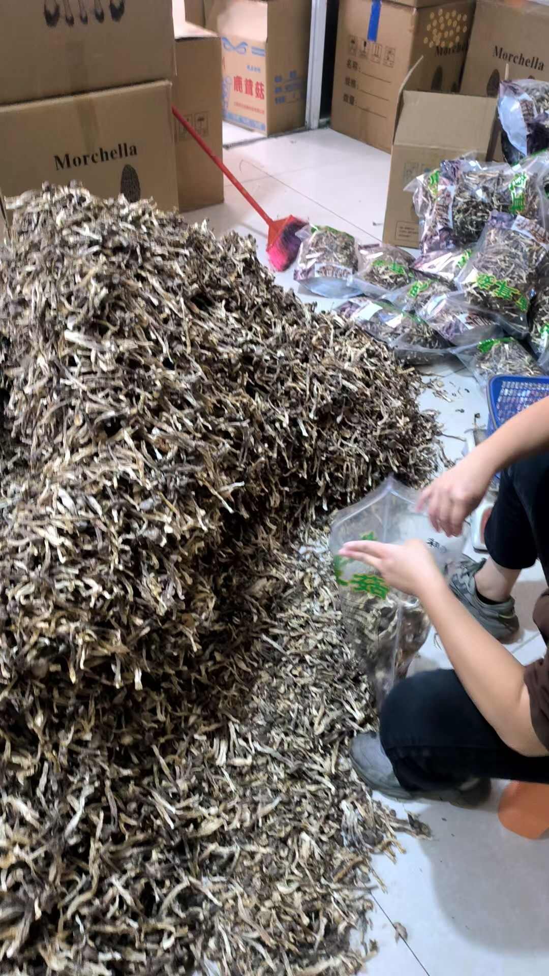 鹿茸菇，工厂直发，中号鹿茸菇