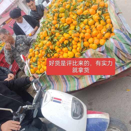 城固县秦岭无籽蜜桔颜色好看，味道甜美，个大好卖！