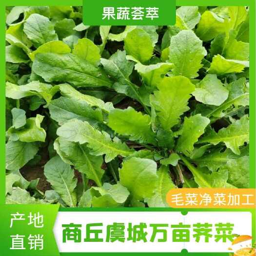 虞城县虞城利民镇万亩荠菜，毛菜，净菜，加工速冻荠菜块，荠菜碎饺子馅