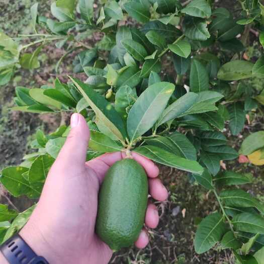 陆丰市广东香水柠檬，香水柠檬