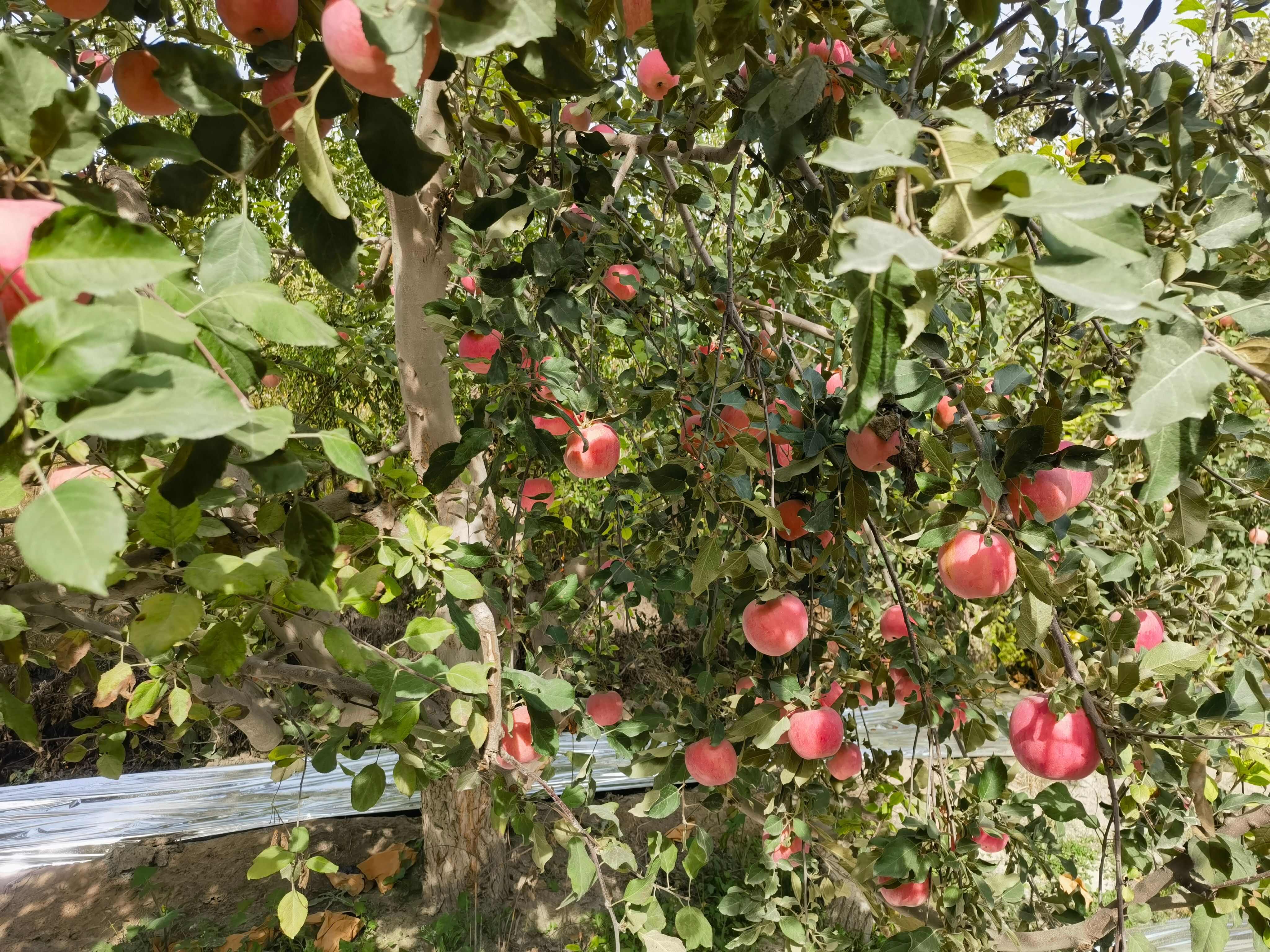 新疆阿克苏红富士苹果 新鲜现摘 快递直达 新疆阿克苏红富士苹果 新鲜现摘 快递直达