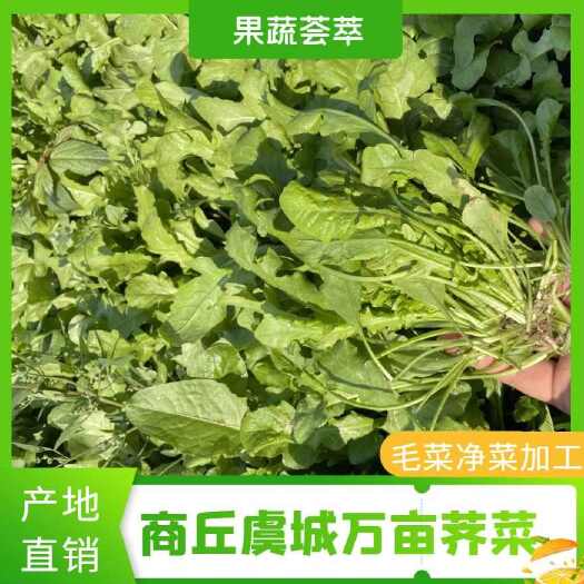 虞城县商丘虞城万亩荠菜，冻荠菜，毛菜，净菜，加工荠菜块，荠菜碎