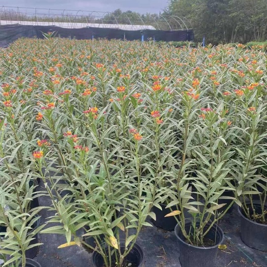 成都成都芳草花基地，