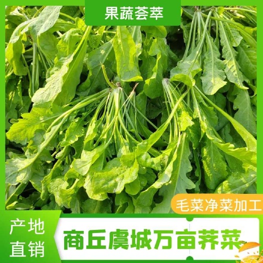 商丘虞城万亩荠菜，野菜，饺子馅，毛菜，净菜，荠菜块，荠菜碎等
